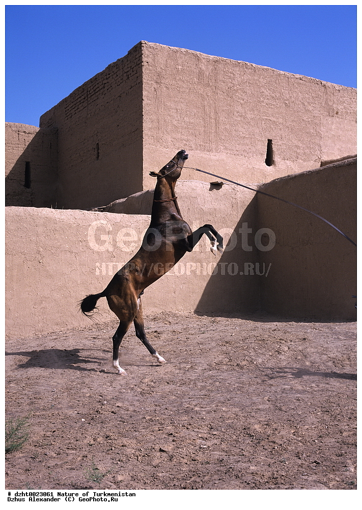 �������, ��������, ��������, �������,  �����, 35�� 