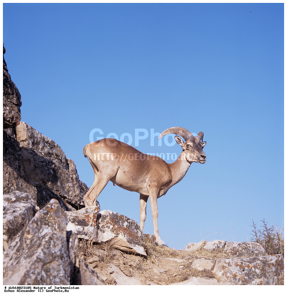 �������, ��������, ������,  �����, 35�� , ��������, ��������, �������������, �������������, �����, �����, XYZ, ���������, Bovidae, �����, Ovis vignei, Ovis orientalis vignei, Ovis orientalis, Ovis aries vignei, Caprovis vignei, Ovis ammon, Ovis vignei cycloceros