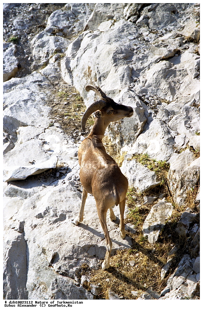 �������, ��������, ������,  �����, 35�� , ��������, ��������, �������������, �������������, �����, �����, XYZ, ���������, Bovidae, �����, Ovis vignei, Ovis orientalis vignei, Ovis orientalis, Ovis aries vignei, Caprovis vignei, Ovis ammon, Ovis vignei cycloceros