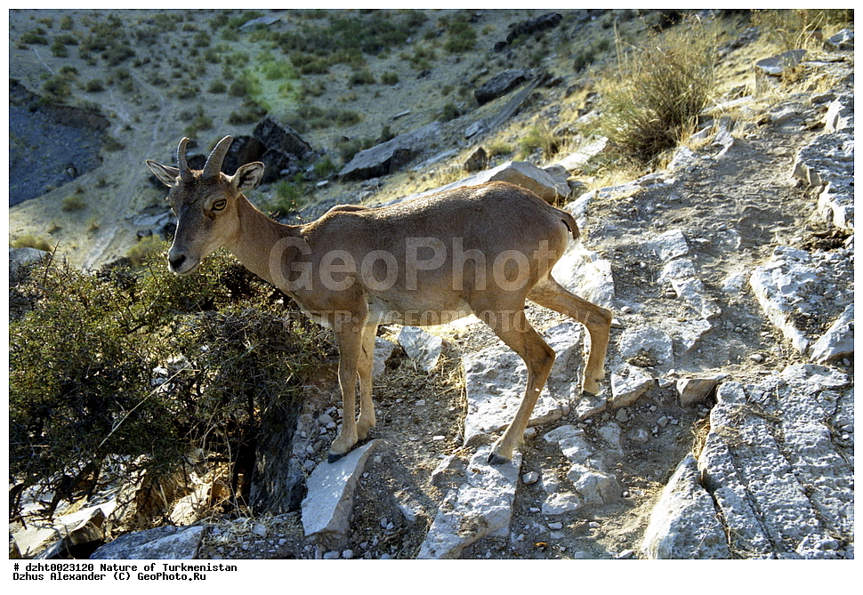 �������, ��������, ������,  �����, 35�� , ��������, ��������, �������������, �������������, �����, �����, XYZ, ���������, Bovidae, �����, Ovis vignei, Ovis orientalis vignei, Ovis orientalis, Ovis aries vignei, Caprovis vignei, Ovis ammon, Ovis vignei cycloceros