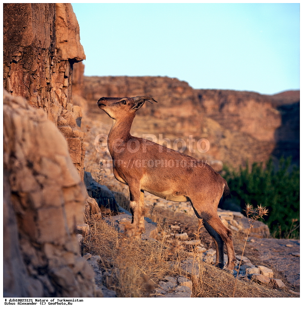 �������, ��������, ������,  �����, 35�� , ��������, ��������, �������������, �������������, �����, �����, XYZ, ���������, Bovidae, �����, Ovis vignei, Ovis orientalis vignei, Ovis orientalis, Ovis aries vignei, Caprovis vignei, Ovis ammon, Ovis vignei cycloceros