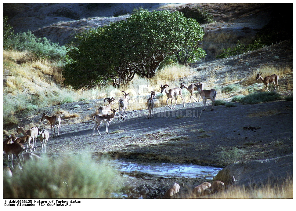 �������, ��������, ������,  �����, 35�� , ��������, ��������, �������������, �������������, �����, �����, XYZ, ���������, Bovidae, �����, Ovis vignei, Ovis orientalis vignei, Ovis orientalis, Ovis aries vignei, Caprovis vignei, Ovis ammon, Ovis vignei cycloceros