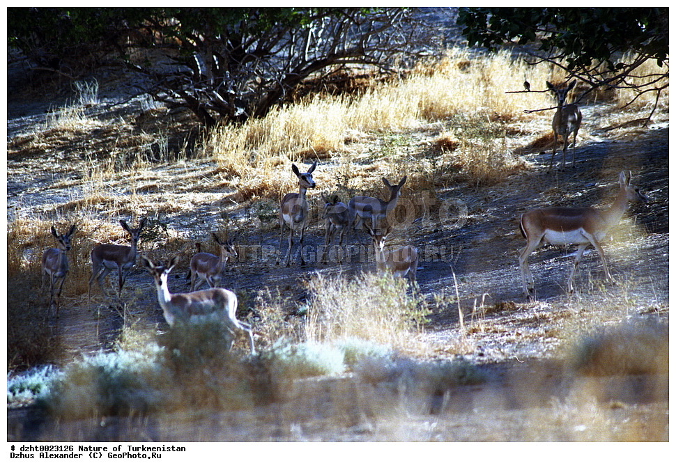 �������, ��������, ������,  �����, 35�� , ��������, ��������, �������������, �������������, �����, �����, XYZ, ���������, Bovidae, �����, Ovis vignei, Ovis orientalis vignei, Ovis orientalis, Ovis aries vignei, Caprovis vignei, Ovis ammon, Ovis vignei cycloceros