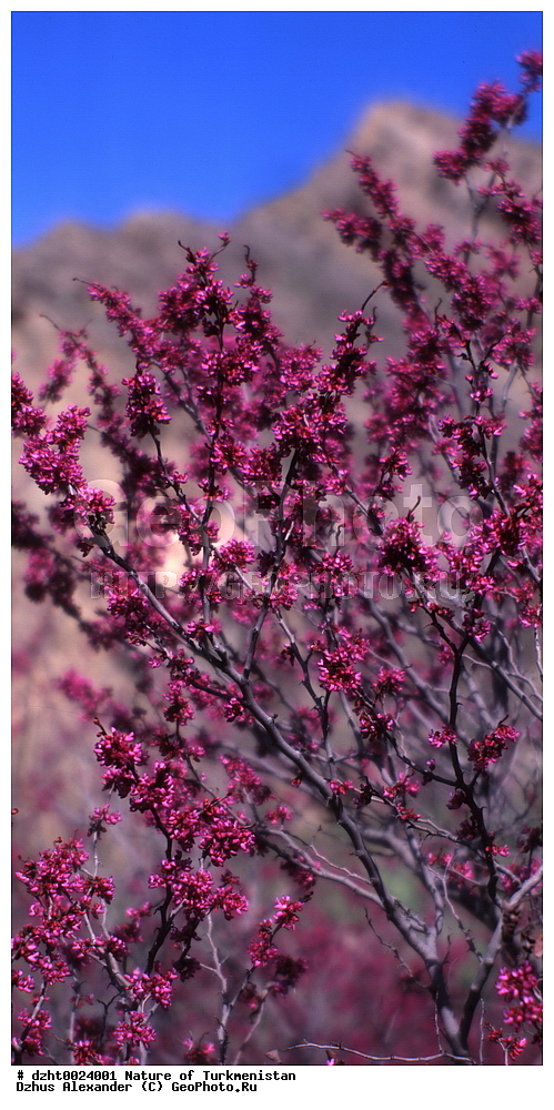 �������, �����, ��������,  �����, 35�� 