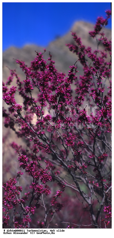 ������������, �����, 4�5, ��������