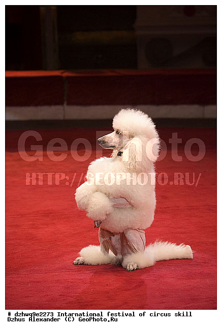 ������ �������, ������ ������, ���������� �����, ��������� �����, ���� �� �������, �� ������� ��������, ��, ������ ����, ���������, �������� ���������