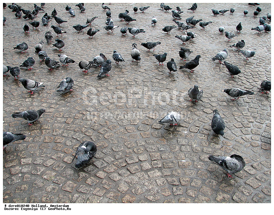 ���������, ���������, �����, �����, �������, ��������, ������, ������, �����, �����