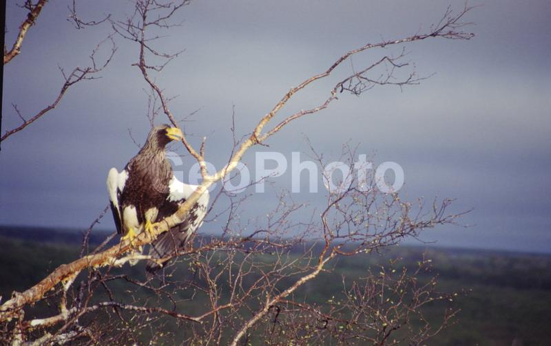 ������� ������, ��������, ������� �����, ����, �����, ��������, ����, �����, ������, ���������, ����, �����, �������, ����������, ������, �����, ����, ���������, ������, ��������, ��������, �����, �����, ��������, �����������, ������ �����, ������ �����, XYZ, ����������, Accipitridae, ���������� �����, ������������� �����, Haliaeetus pelagicus, ��������, ��������, �����, �����, ��������, �����������, ������ �����, ������ �����, XYZ, ����������, Accipitridae, ���������� �����, ������������� �����, Haliaeetus pelagicus