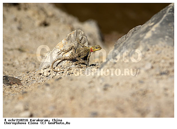 ����, ����, ����, ������, ���������, ��������, �������� ���������, �������, ������