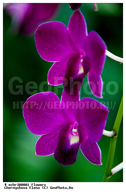 ������������, ���������, �������, ��������, ��������, �����������, �����