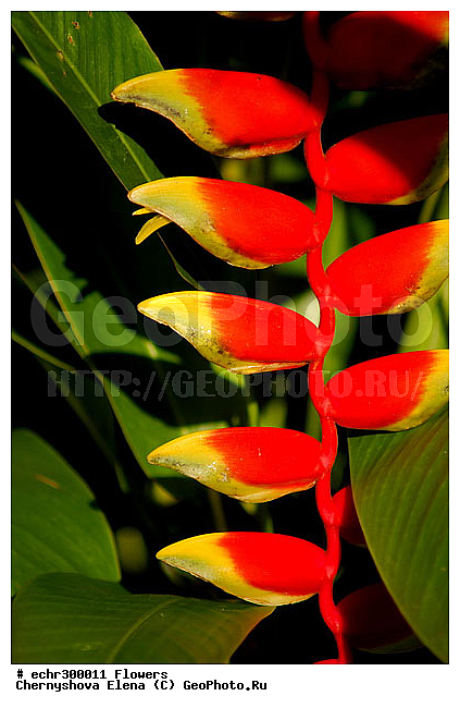 ������������, ���������, �������, ��������, ��������, �����������, �����