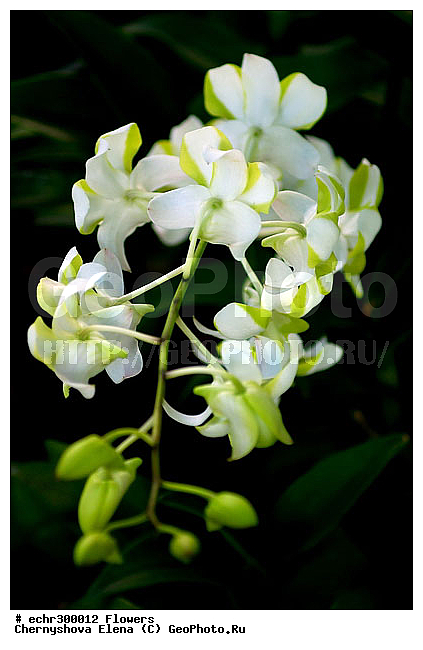 ������������, ���������, �������, ��������, ��������, �����������, �����