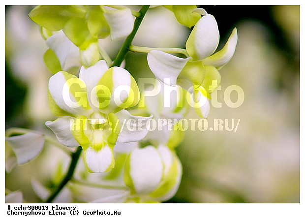 ������������, ���������, �������, ��������, ��������, �����������, �����