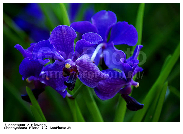 ������������, ���������, �������, ��������, ��������, �����������, �����