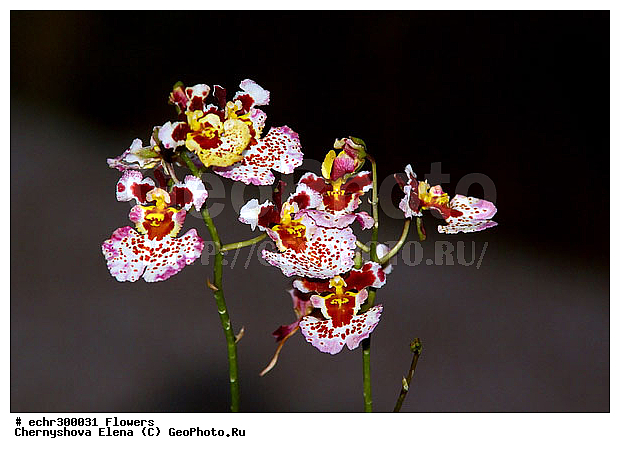 ������������, ���������, �������, ��������, ��������, �����������, �����