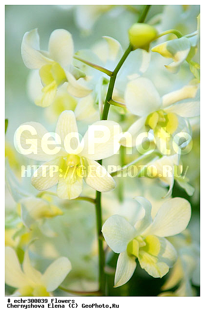 ������������, ���������, �������, ��������, ��������, �����������, �����