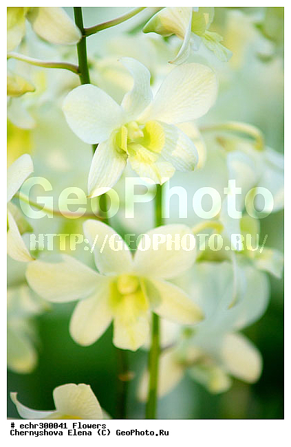 ������������, ���������, �������, ��������, ��������, �����������, �����