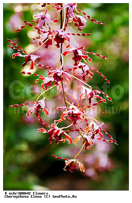 ������������, ���������, �������, ��������, ��������, �����������, �����