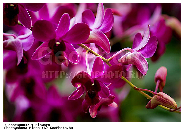 ������������, ���������, �������, ��������, ��������, �����������, �����