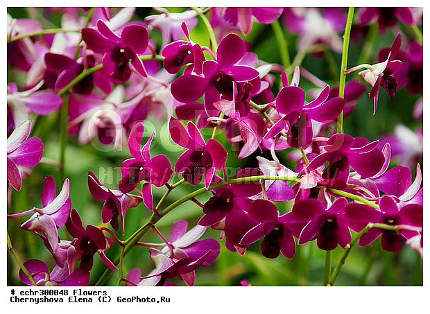 ������������, ���������, �������, ��������, ��������, �����������, �����