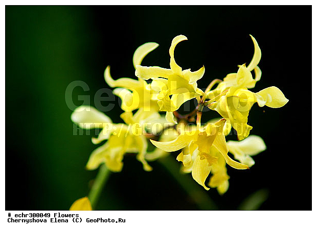 ������������, ���������, �������, ��������, ��������, �����������, �����