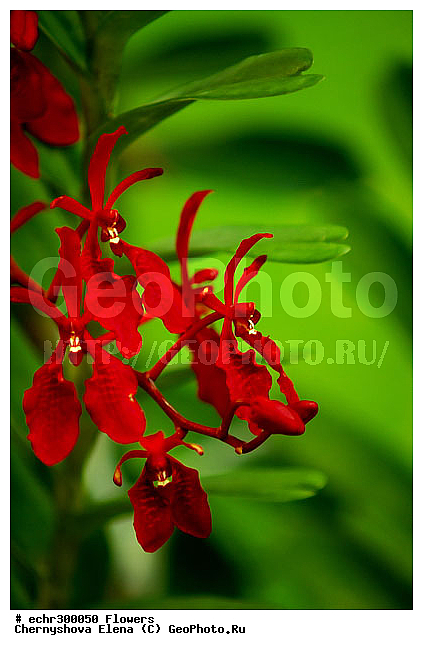 ������������, ���������, �������, ��������, ��������, �����������, �����