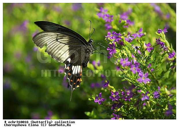 �������, �������, �����������