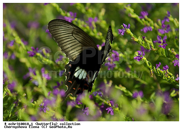 �������, �������, �����������