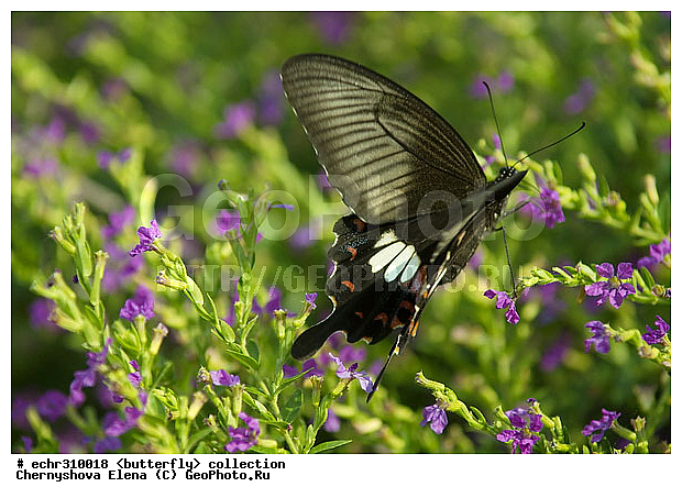 �������, �������, �����������