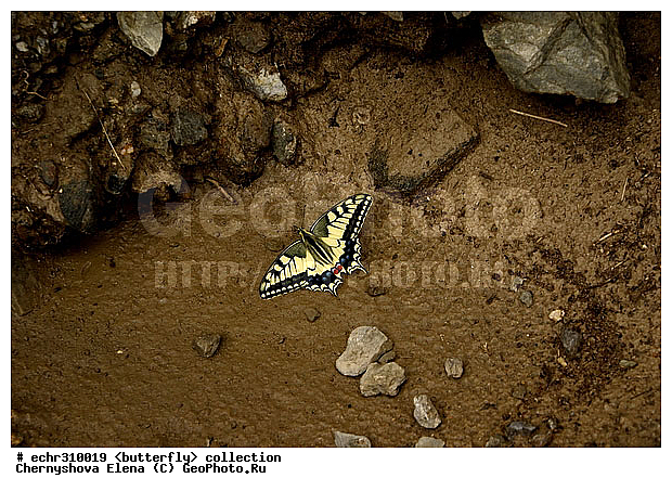 �������, �������, �����������