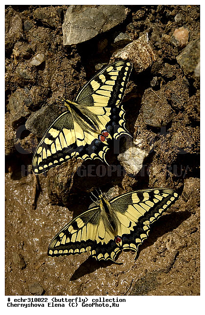 �������, �������, �����������