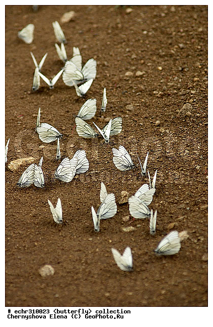 �������, �������, �����������