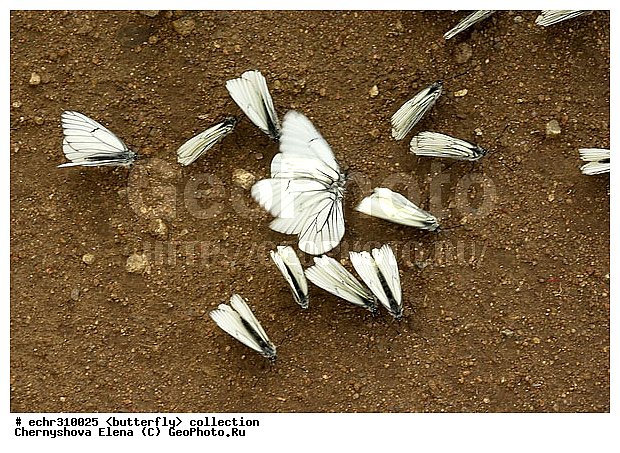 �������, �������, �����������