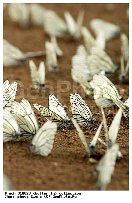 �������, �������, �����������