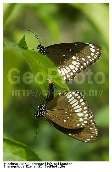 �������, �������, �����������