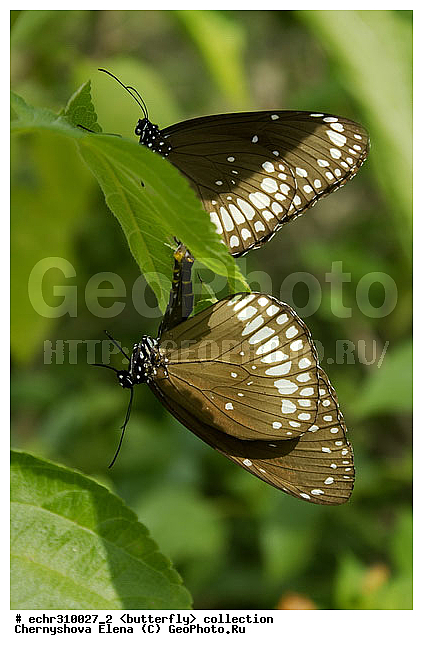 �������, �������, �����������