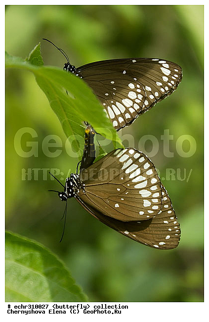 �������, �������, �����������