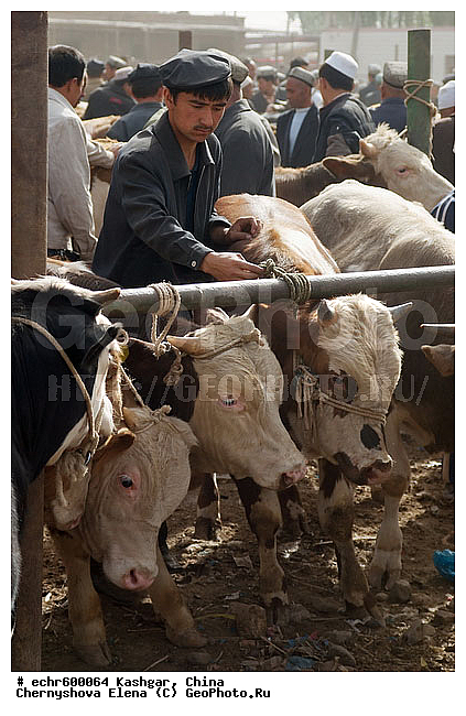 ������, �����, ��������-��������� ���������� �����, ����, �����, ������, �������, �������, ��������, �����, �����, ��������, �������