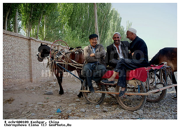 ������, ��������-��������� ���������� �����, �����������, ����, �����, �������, �����, ������. ������, ��������, �����, �������, ��������, ��������, �������������, �������������, �����, �����, XYZ, ���������, Equidae, �������� ������, Equus ferus caballus