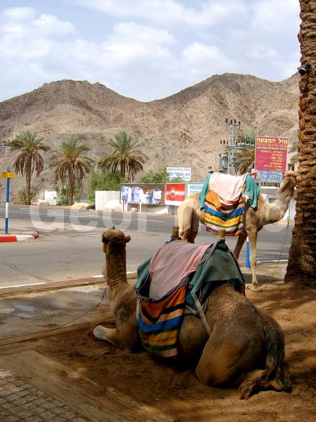 �������, ��������, �������, ��������, �����, ������, ��������, ����, �������, ����