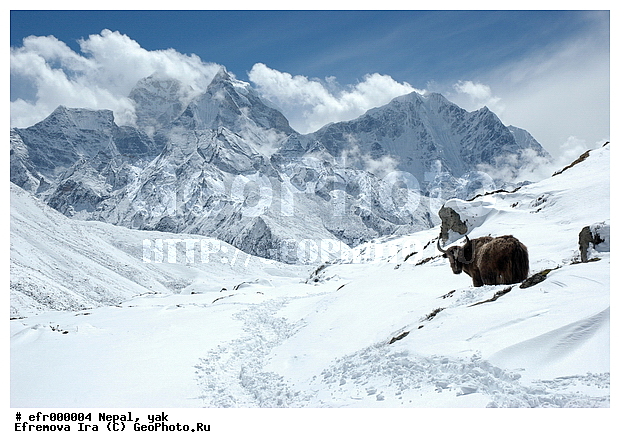 ����, �����, ������, ����, �������, ����, �������, ���������, �����, ������, ��, ��������, ��������, �������������, �������������, �����, �����, XYZ, ���������, Bovidae, ��, ������, Bos grunniens, Bos mutus