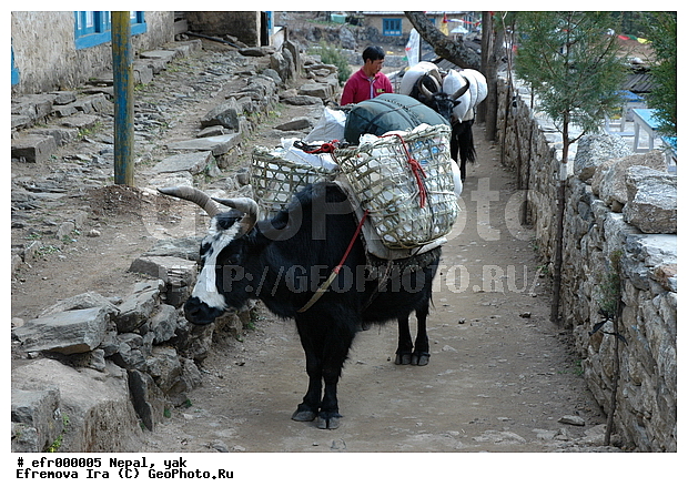 ����, �����, ����, �������, ���������, ��, ��������, ��������, �������������, �������������, �����, �����, XYZ, ���������, Bovidae, ��, ������, Bos grunniens, Bos mutus