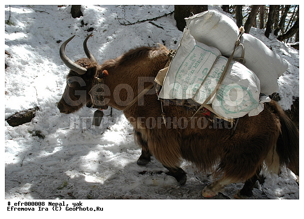 ����, �����, ����, �������, ���������, ��, ��������, ��������, �������������, �������������, �����, �����, XYZ, ���������, Bovidae, ��, ������, Bos grunniens, Bos mutus