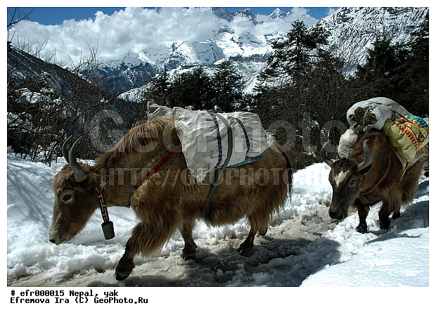 ����, �����, ����, �������, ���������, ��, ��������, ��������, �������������, �������������, �����, �����, XYZ, ���������, Bovidae, ��, ������, Bos grunniens, Bos mutus