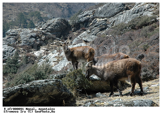 ����, �����, ������ ������, ����