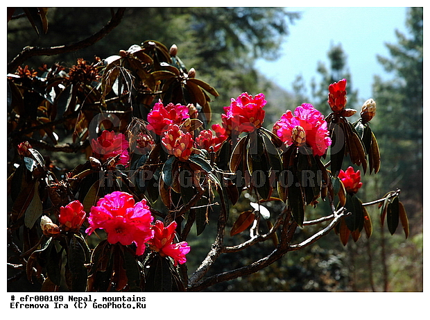 ����, �����, ������ ������, ����