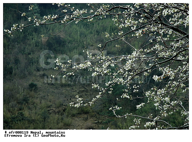 ����, �����, ������ ������, ����