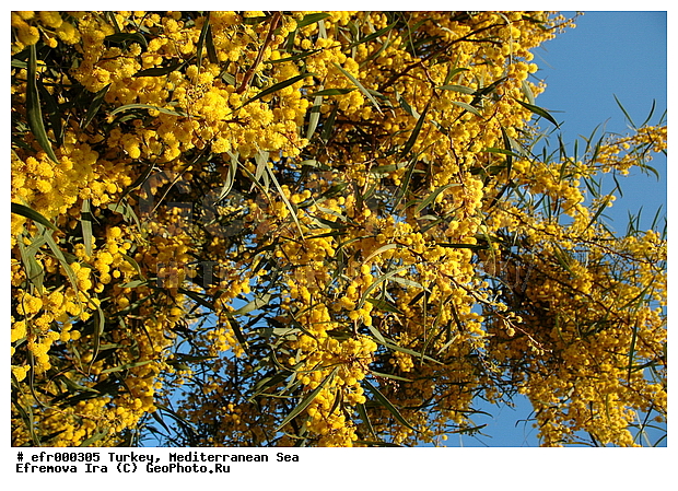 ����������� ����, ������, ������, ����, �����