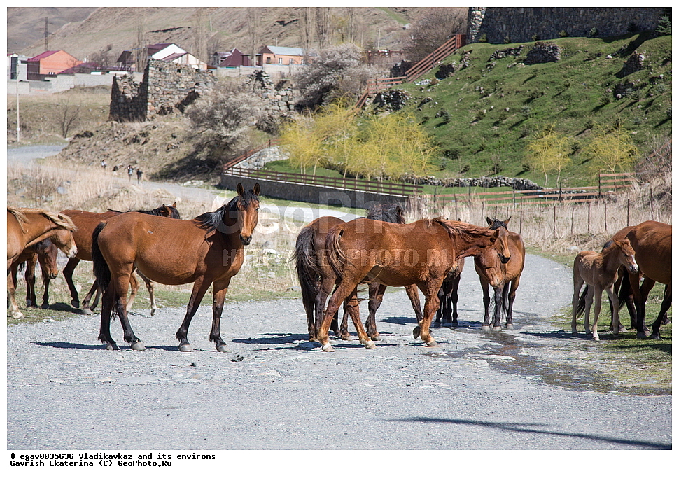 �����������, �����������, �����