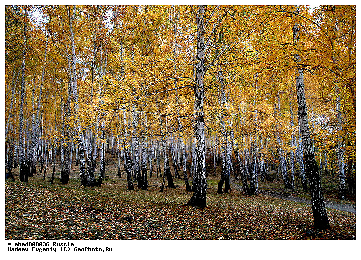 ������, ������, ������, ��������